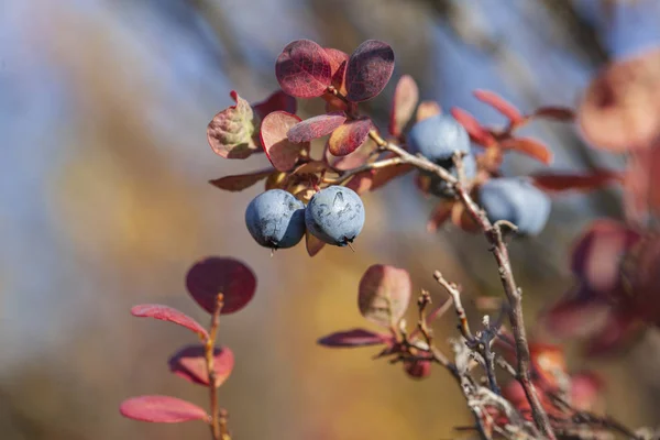 Blueberry ; Bush of a ripe bilberry in the summer closeup, tundr — Stock Photo, Image