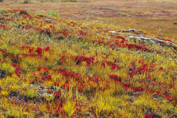 숲 툰드라의 아름다운 풍경, 툰드라의 가을. 옐 (것)들 — 스톡 사진
