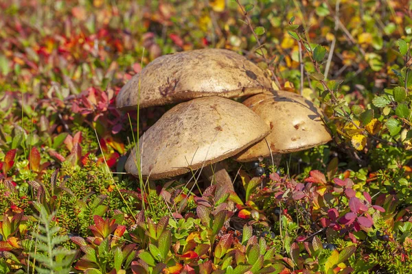 White mushroom in autumn forest — Stock Photo, Image