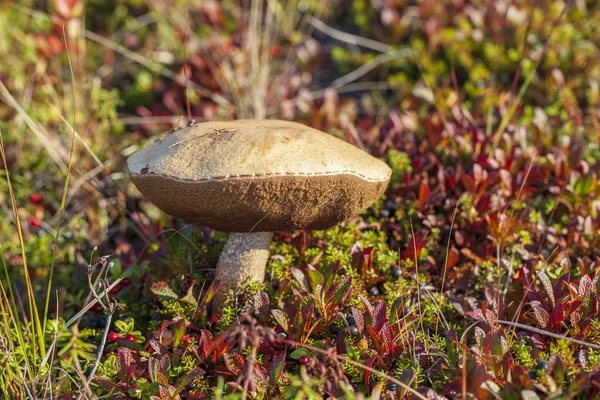 Белый гриб в осеннем лесу — стоковое фото