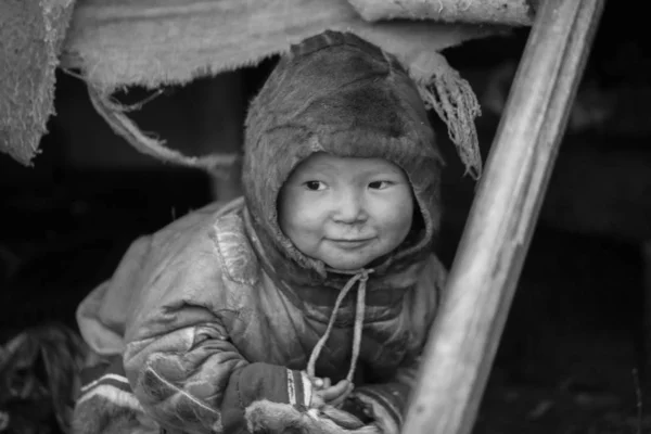 Tundra, aşırı kuzey, Yamal, Nenets insanların mera, — Stok fotoğraf