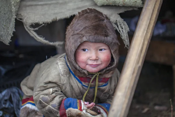 Tundra, skrajna północ, Yamal, pastwisko ludzi Nenets, — Zdjęcie stockowe