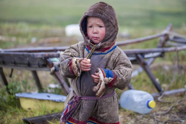 Ein Bewohner Der Tundra Des Äußersten Nordens Des Yamal Der — Stockfoto