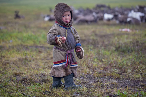 Ein Bewohner Der Tundra Des Äußersten Nordens Des Yamal Der — Stockfoto