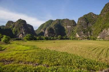 Ninh Binh, Vietnam, dağların arasındaki güzel pirinç tarlaları, dağın tepesinden manzara, Tam Coc Ulusal Parkı