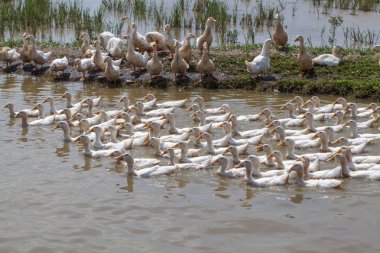 Ninh Binh, Vietnam, pirinç tarlalarındaki yerli beyaz kaz sürüsü.