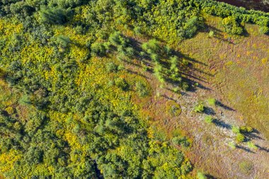 Orman-tundra manzarası ve kumlu nehir kıyısı, kuş bakışı. Kuzey Kutup Dairesi, Tunda. Helikopterden güzel tundra manzarası.