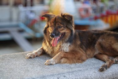 güzel köpek parlak kırmızı bir renk ile, dolgu kıyısında yatıyor