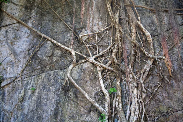 灰色のレンガの壁に木の根を持つ美しい背景 — ストック写真