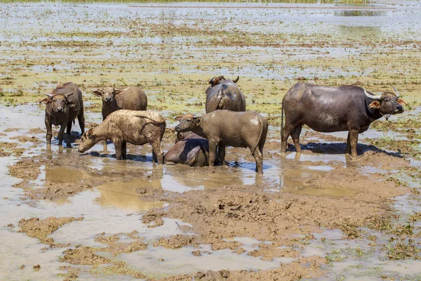 Kühe Und Stiere Grasen Auf Einer Grünen Wiese Asiatischer Büffel — Stockfoto