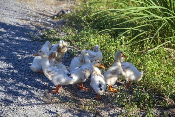 Ninh Binh Vietnam Flock Tamgäss Risfält — Stockfoto