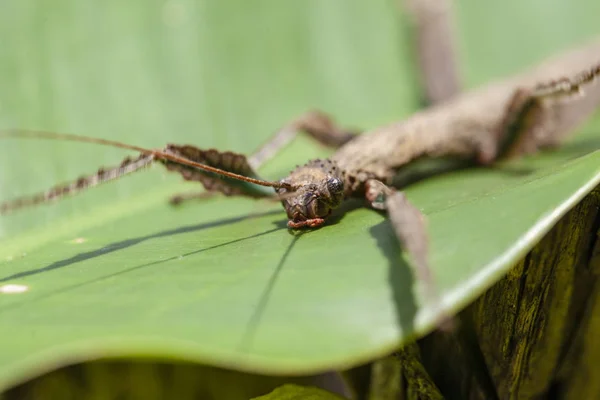 ツリー状の甲虫 アナムスティック バクラム エクストラデンタム — ストック写真
