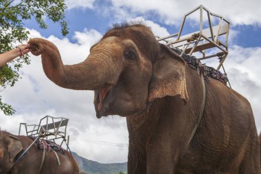 Binicilik için fil. Binicilik için koltuklu fil, Vietnam 