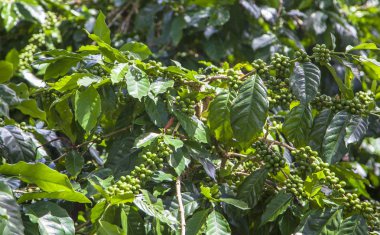 Dalat, Lamdong Eyaleti, backgro kahve plantatioelephant