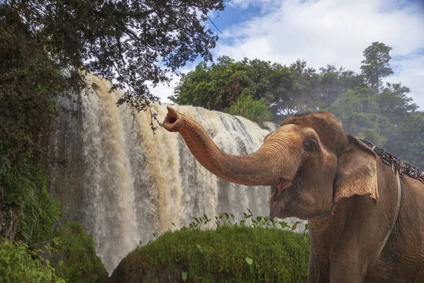 Elephant Waterfall. Dalat. Vietnam