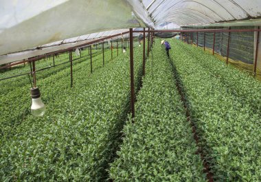 Fabrikada tarım işi yapan işçi. Çiftçi giyim geleneği