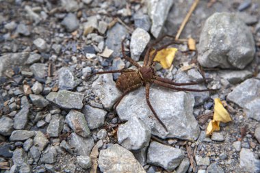 Bir kaya üzerinde güneşte Örümcek pardosa.