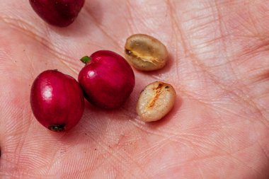 Dalat, Lamdong Eyaleti, Vietnam 'ın orta kesimindeki kahve tarlaları, kırmızı taneler ve kadın palmiyesinde soyulmuş kahve taneleri.