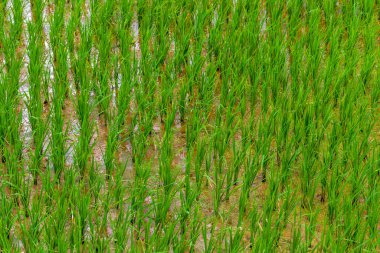 Kuzey Vietnam 'daki Sapa köyü yakınlarındaki dağlarda pirinç tarlaları 