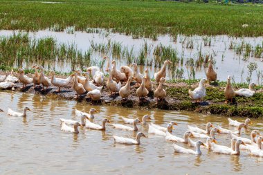 Ninh Binh, Vietnam, pirinç tarlalarındaki yerli beyaz kaz sürüsü.