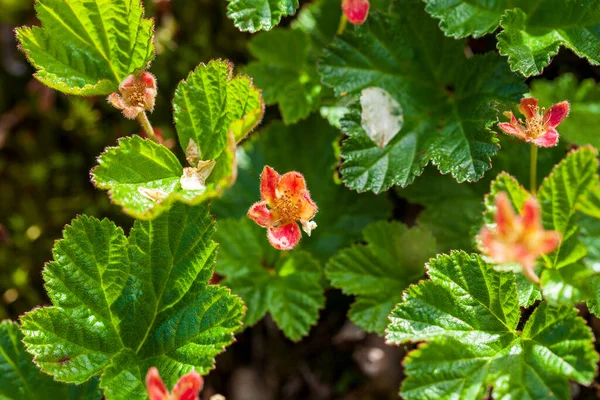 Rubus Chamaemorus Północny Pączek Jagodowy Chmurki — Zdjęcie stockowe