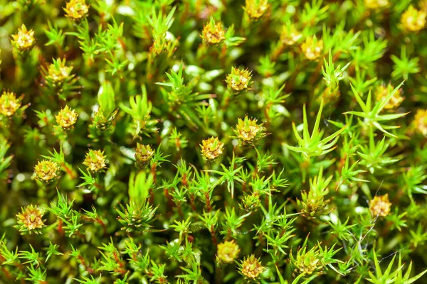Haircap Moss Flowering Moss Macro Polytrichum Commune Hedw — Stock Photo, Image