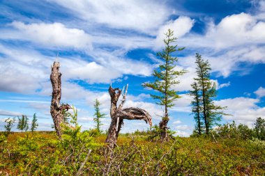 Orman tundrasının güzel manzarası, ağaç kökleri, orman tundrasının arka planında ilginç şekiller.