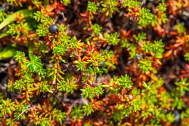 Doğada siyah böğürtlen. Yakın plan. Kuzey Kanada kara dut Nunavik