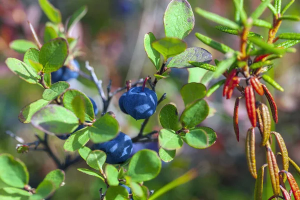 Blueberry Bush Ripe Bilberry Summer Closeup — Stock Photo, Image