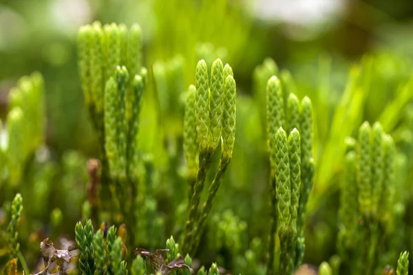 盛开的花序 丛生的苔藓 生长在绿色的春天森林里的番石榴 植物的自然背景 — 图库照片