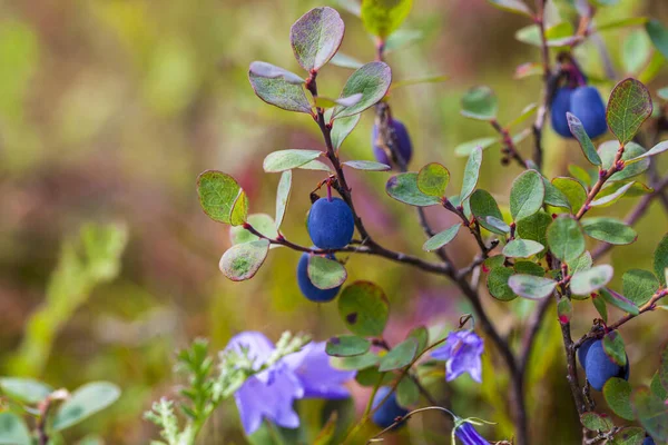 Blueberry Bush Ripe Bilberry Summer Closeup — Stock Photo, Image
