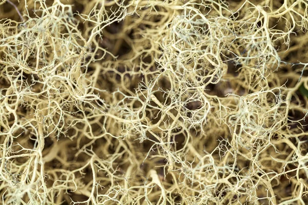 Musgos Líquenes Tundra Desfocados Desfocados Macro — Fotografia de Stock