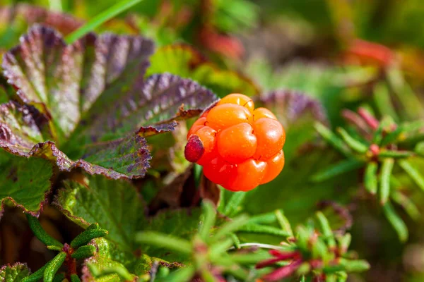 Jagoda Północna Chmurka Łacińska Nazwa Rubus Chamaemorus Chmurka Jagodowa Jest — Zdjęcie stockowe