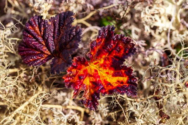 Herbst Der Tundra Rote Fichtenzweige Herbstfarben Auf Dem Moos Hintergrund — Stockfoto