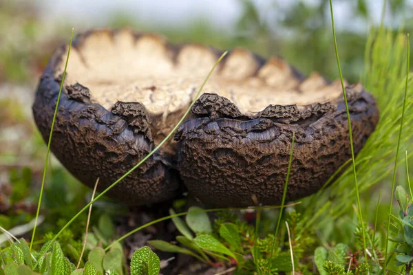 Tundra Large Mushroom Overripe Boletus Background Moss — Stock Photo, Image