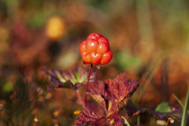 Kuzey böğürtlen, Latince adı Rubus chamaemorus, dut yaz ortası. 