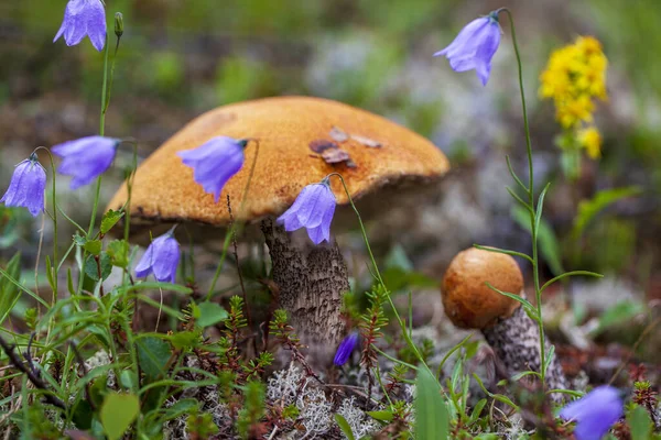 Picking Mushrooms Cranberries Forest Early Autumn Last Sunny Summer Days — Stock Photo, Image