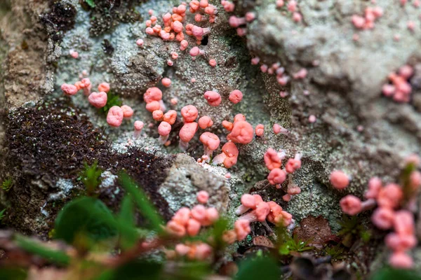 Microflora Fungo Rosa Pedra Close Cogumelo Vermelho Floresta — Fotografia de Stock