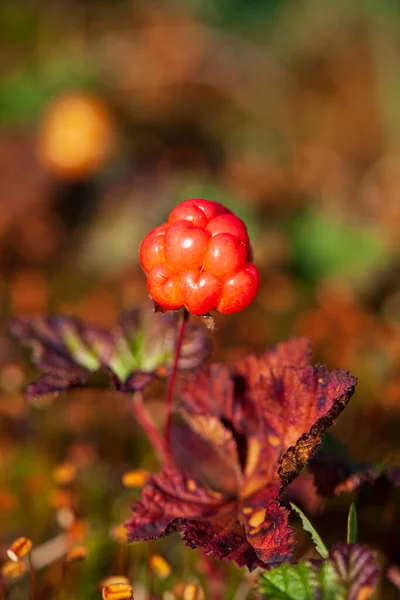 North Berry Cloudberry Latin Name Rubus Chamaemorus Cloudberry Mid Summer — Stock Photo, Image