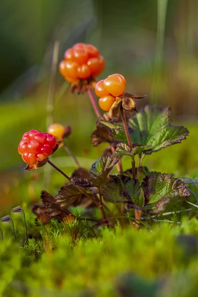 Латинское Название Rubus Chamaemorus Cloudberry Mid Summer Berry Vertical Foto — стоковое фото
