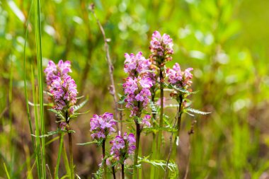 Enfeksiyon, IVAN- çay (Chamerion angustifolium)