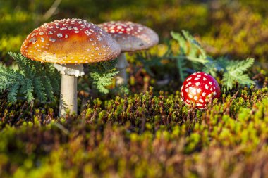 Orman tundrasının manzarası. Tundrada bir grup sineklik, sonbahar ormanlarında mantarlı natürmort, sineklik.,