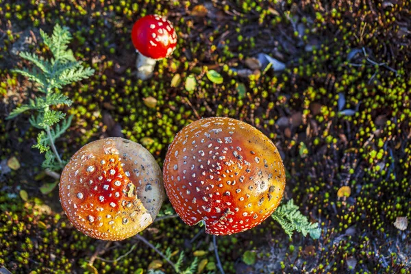 Landscape Forest Tundra Group Fly Agarics Tundra Autumn Wood Still — Stock Photo, Image