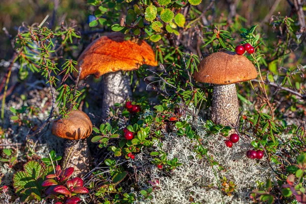 Landscape Forest Tundra Picking Mushrooms Forest Early Autumn Last Sunny — Stock Photo, Image
