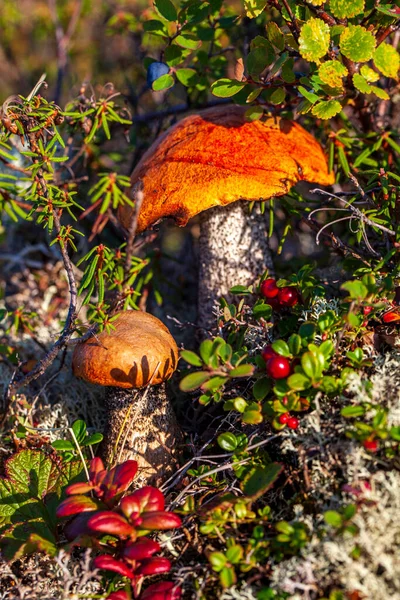 Krajina Lesní Tundry Začátkem Podzimu Sbírám Houby Lese Poslední Slunečné — Stock fotografie