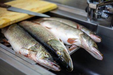 Turna balığı pişirmek, lavaboda taze turna balığı yemek musluğun altında.