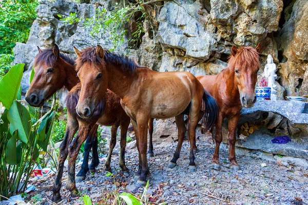 Group Three Young Horses Rocks — Stock Photo, Image