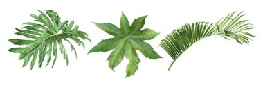 Tropic yaprakları seti