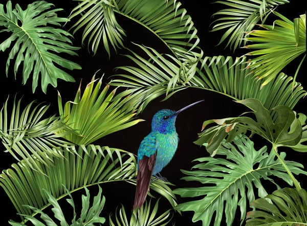 Transparent tropikalny Koliber — Wektor stockowy