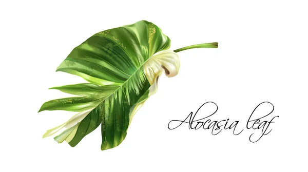 Vector realistiska bilden av alocasia tropic löv — Stock vektor